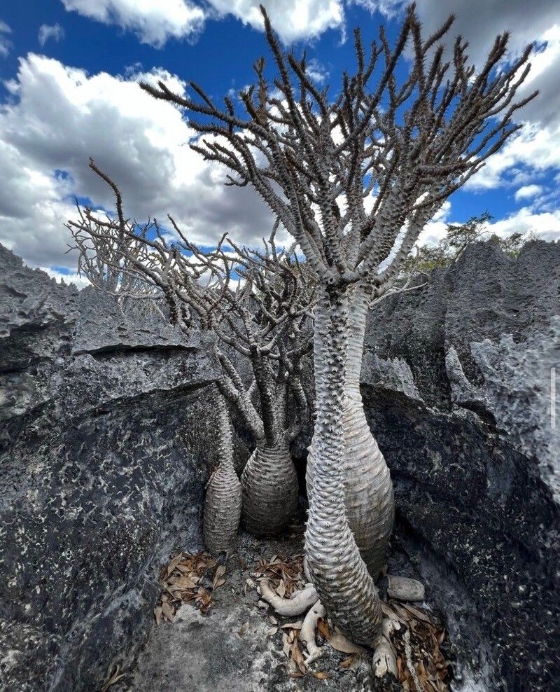 pachypodium baronii