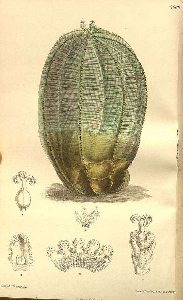 dessin euphorbia obesa