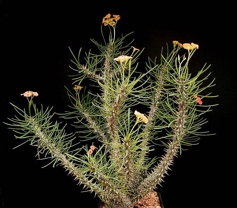 euphorbia brachyphylla