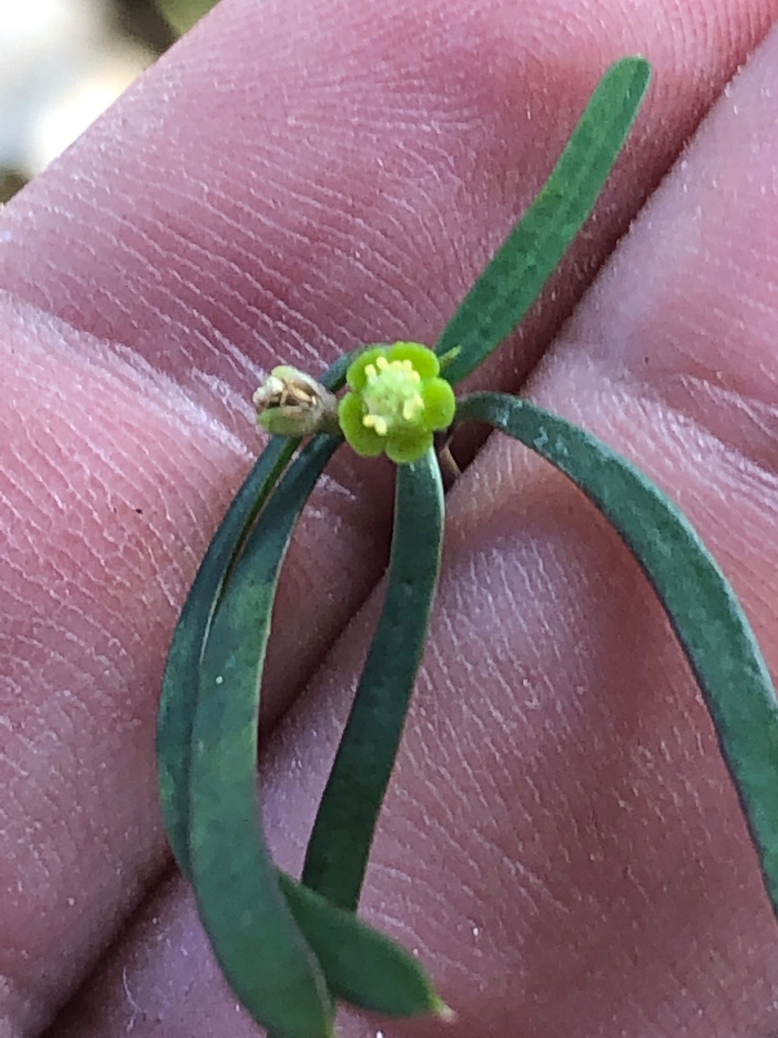 euphorbia hedyotoides