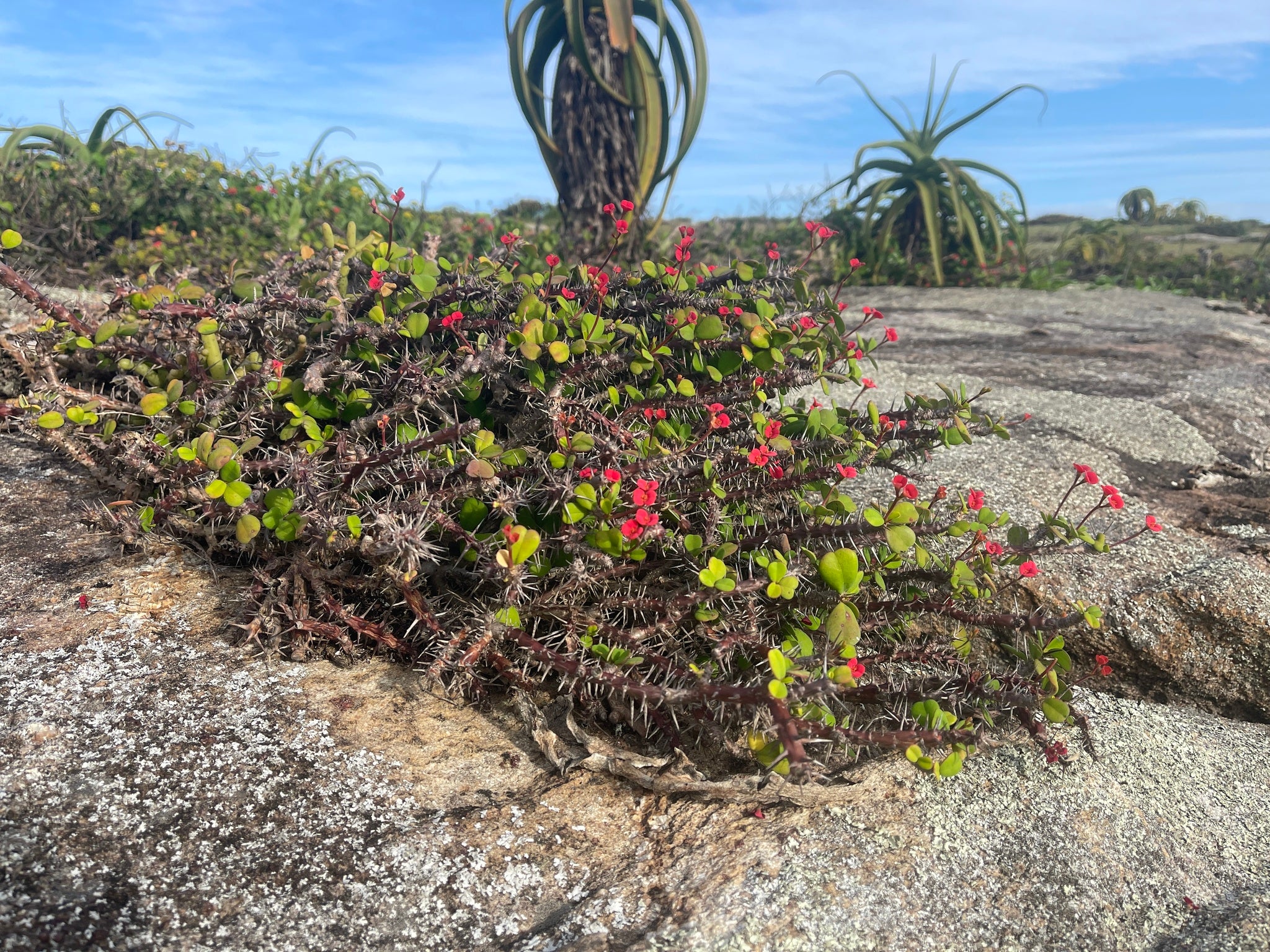 euphorbia sp