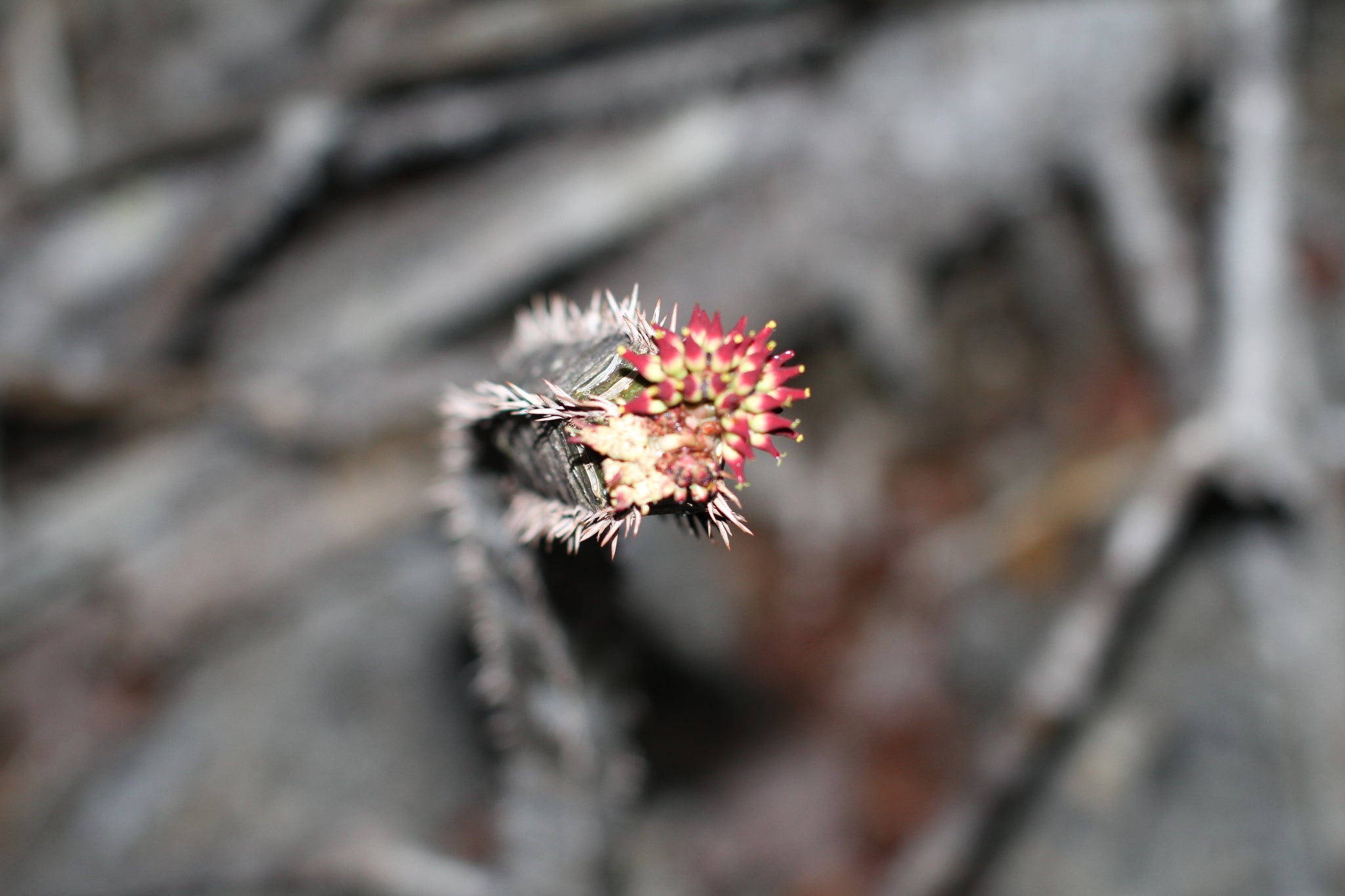 euphorbia neohumbertii feuilles bleues