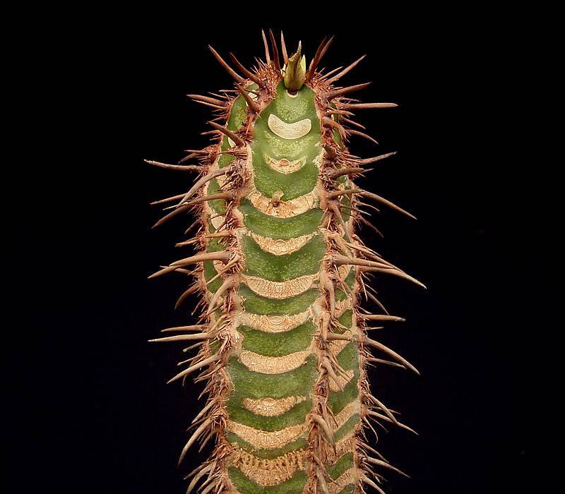 euphorbia neohumbertii feuilles bleues