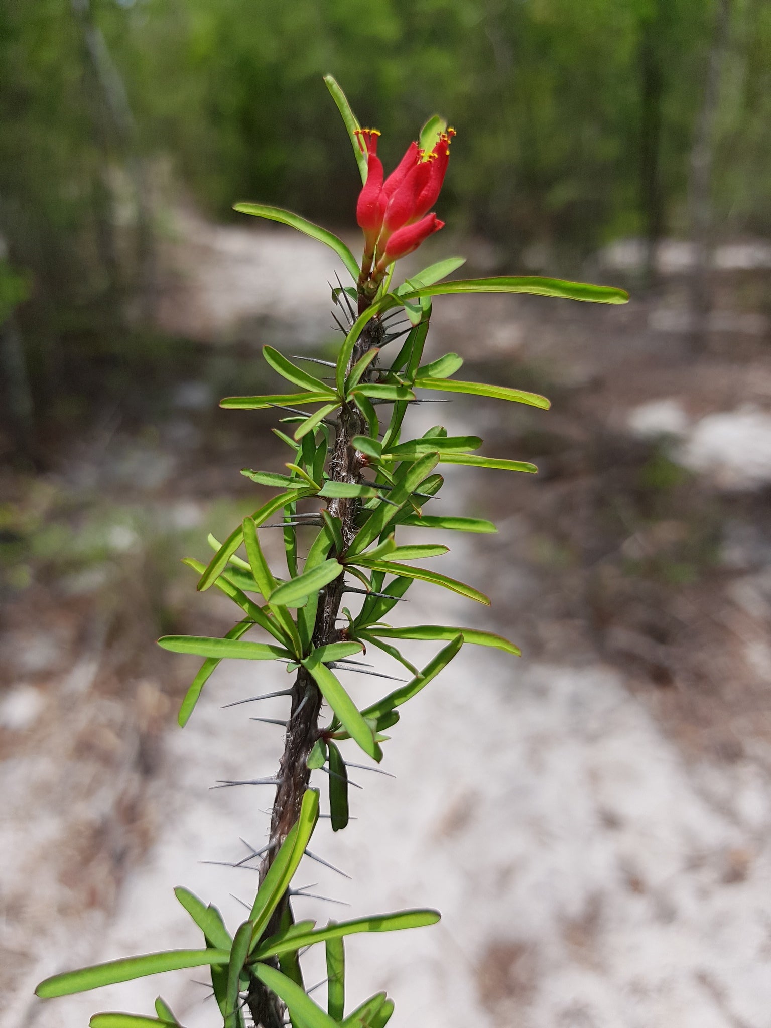 euphorbia pedilanthoides