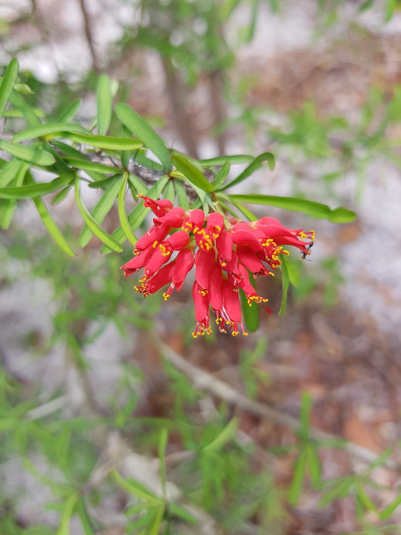 euphorbia pedilanthoides