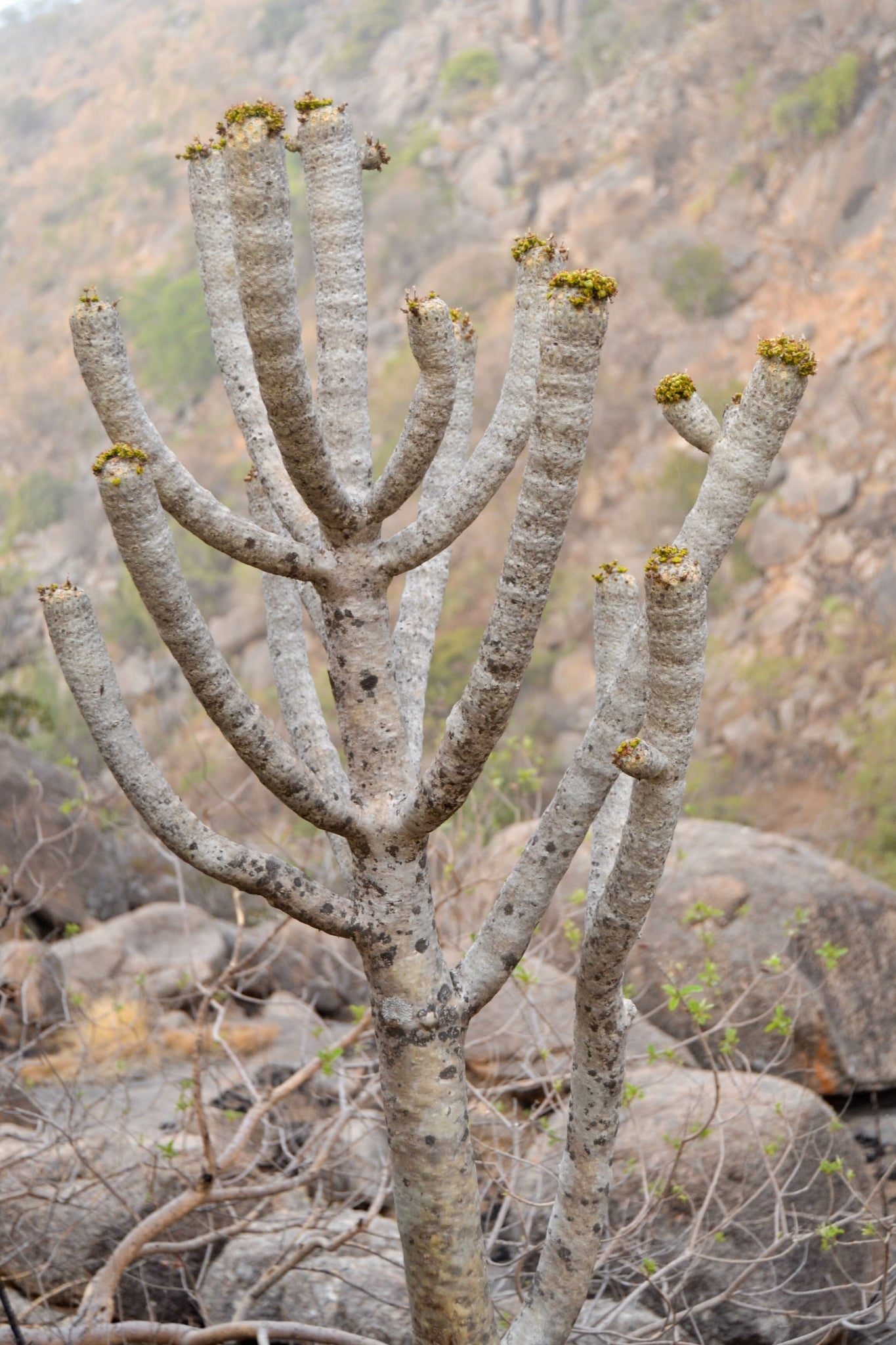 euphorbia poissonii