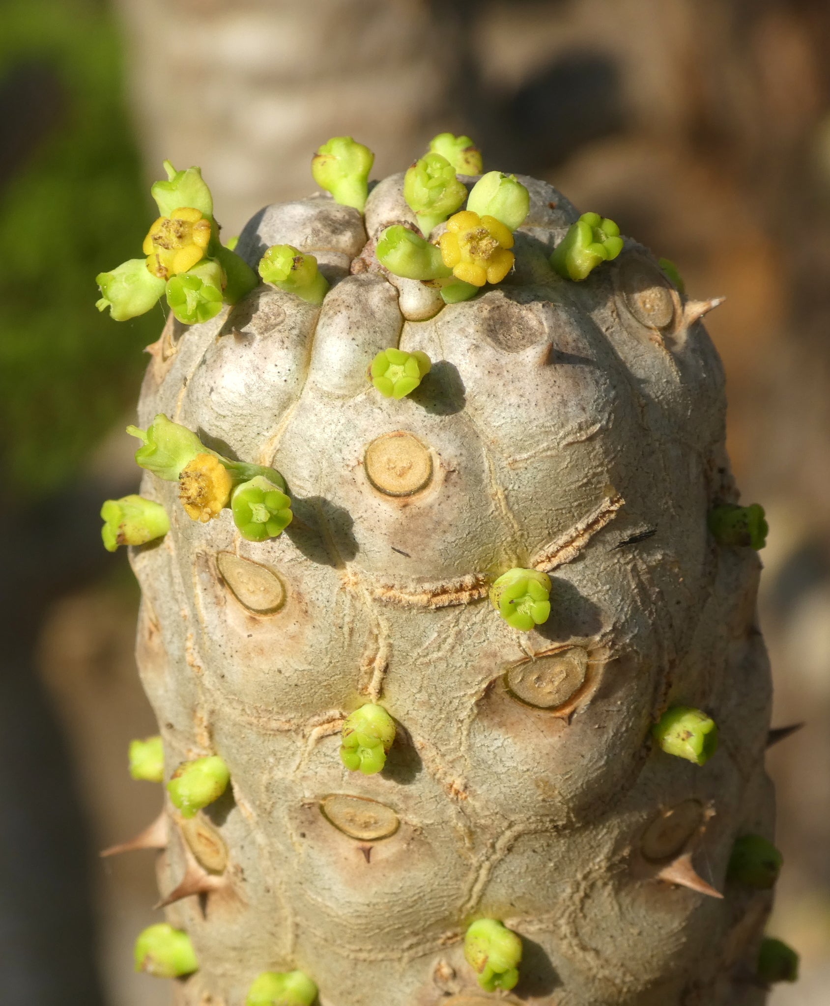 euphorbia poissonii