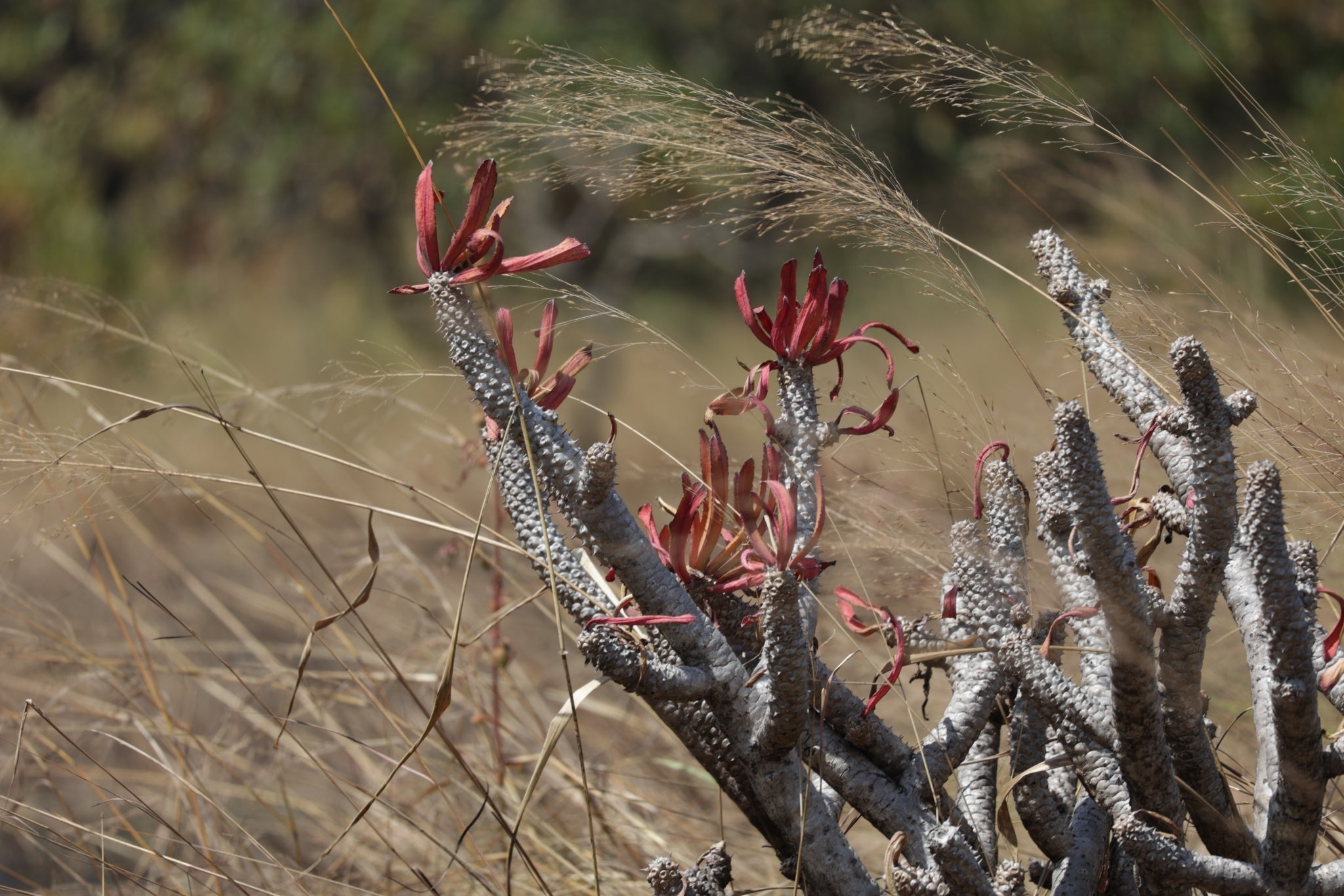 euphorbia poissonii