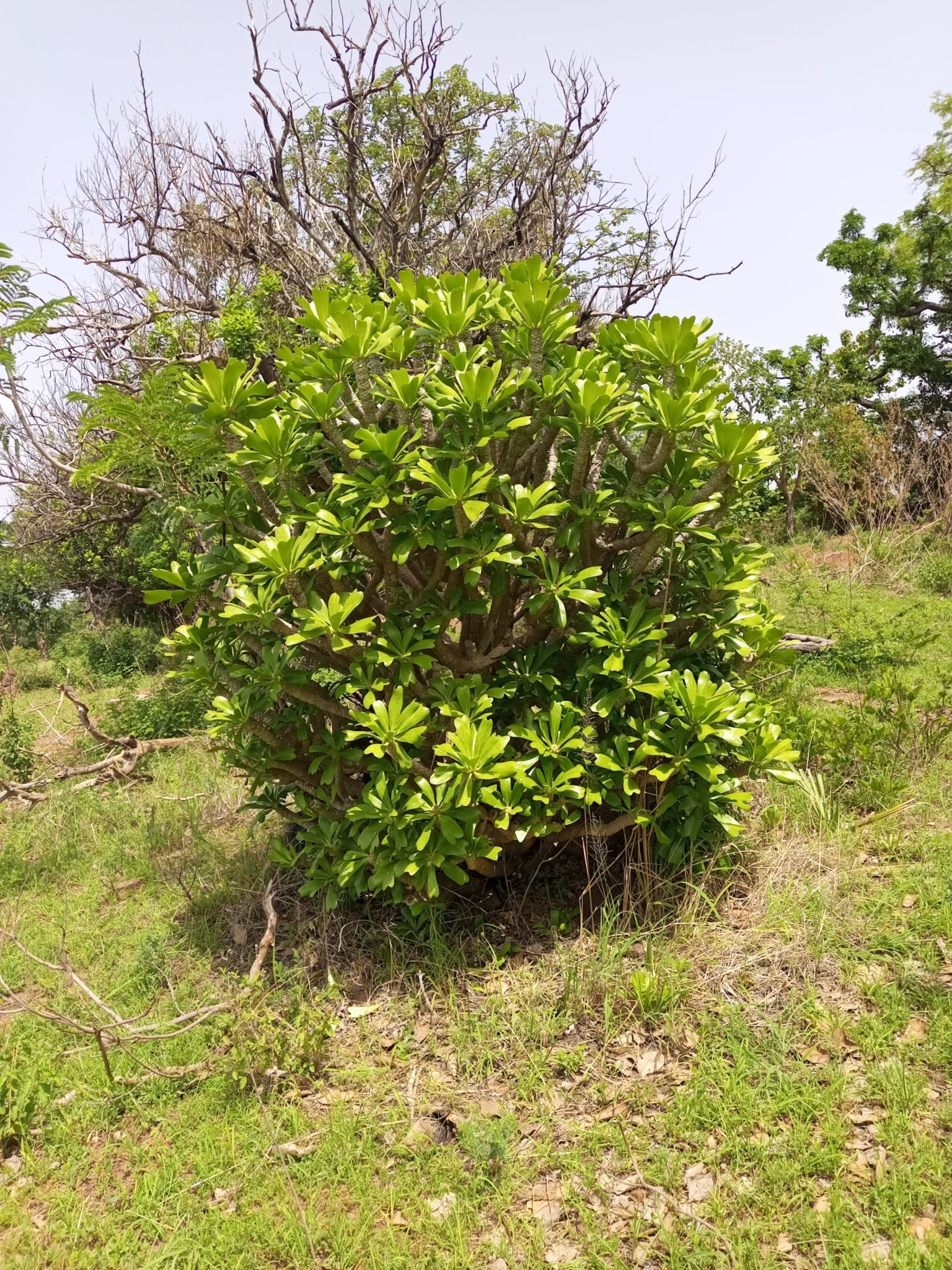 euphorbia poissonii