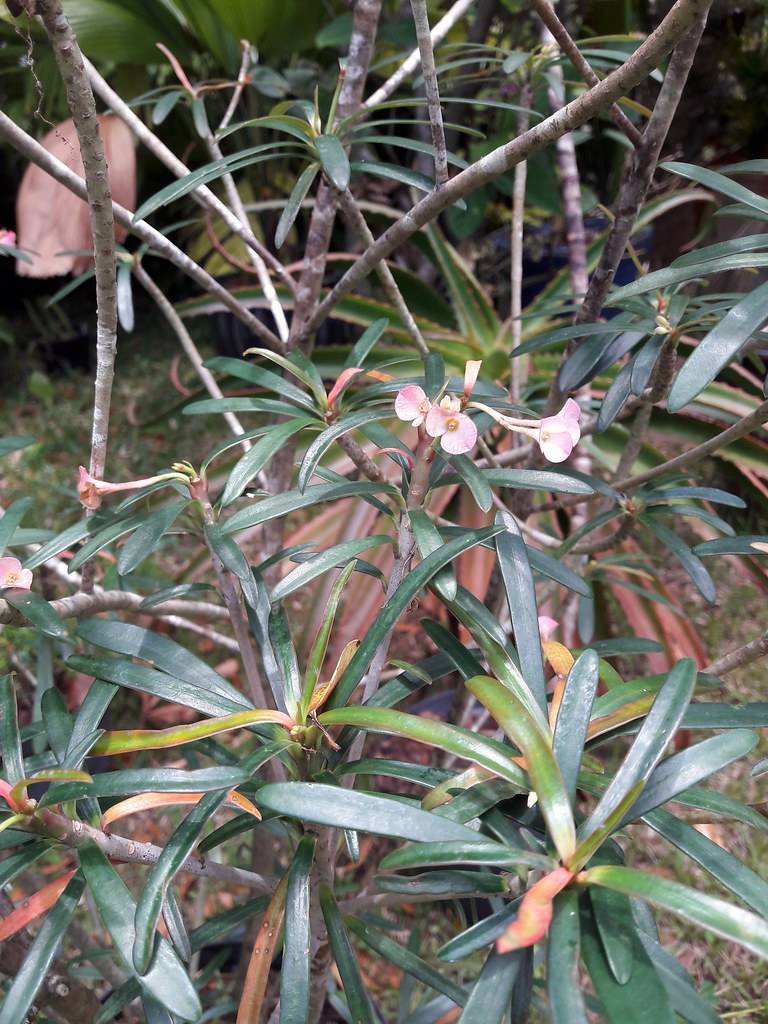 euphorbia robivelonae