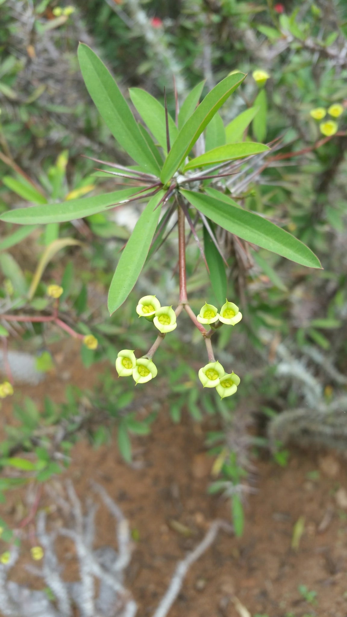 euphorbia sakarahensis