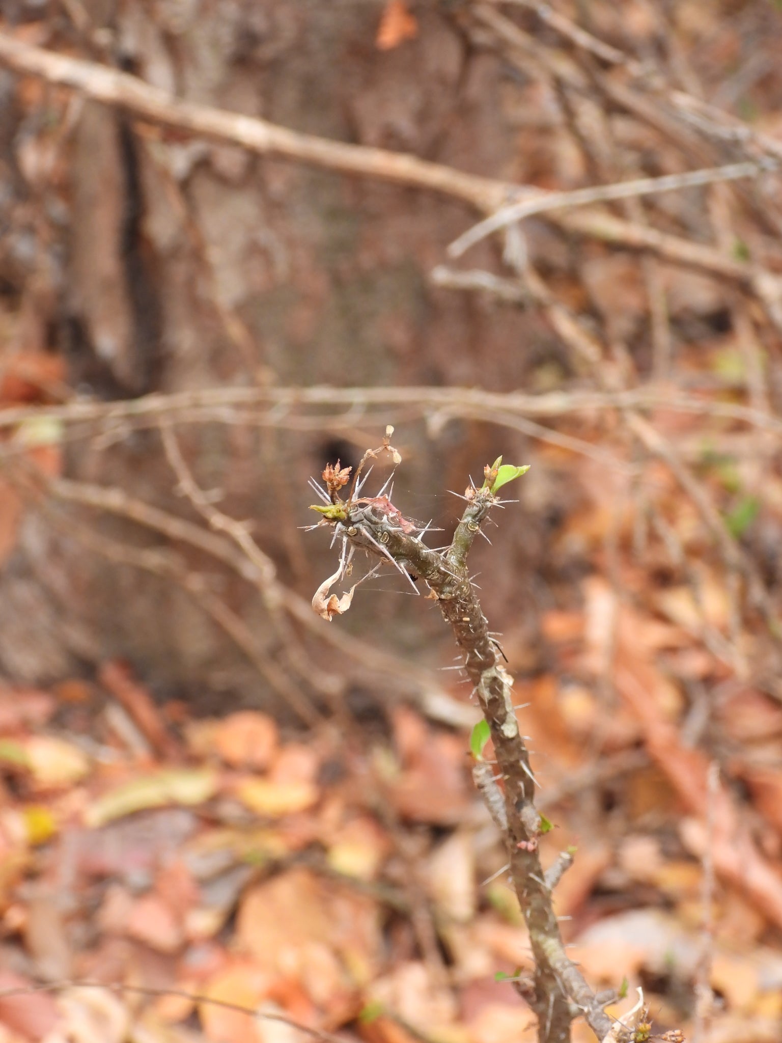 euphorbia sakarahensis