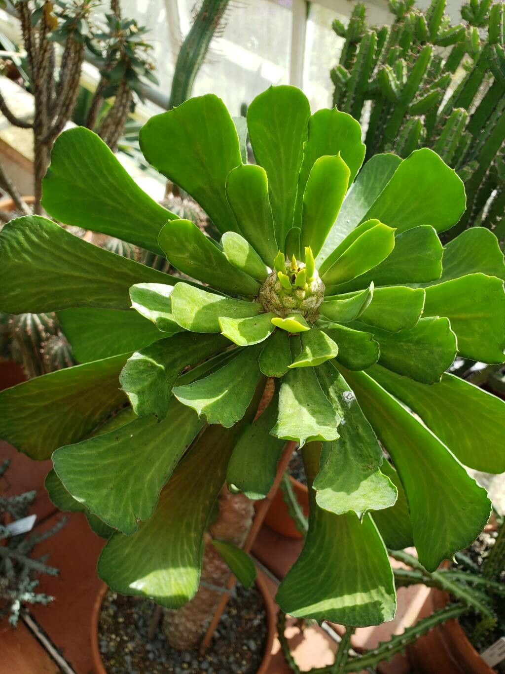 euphorbia venefica