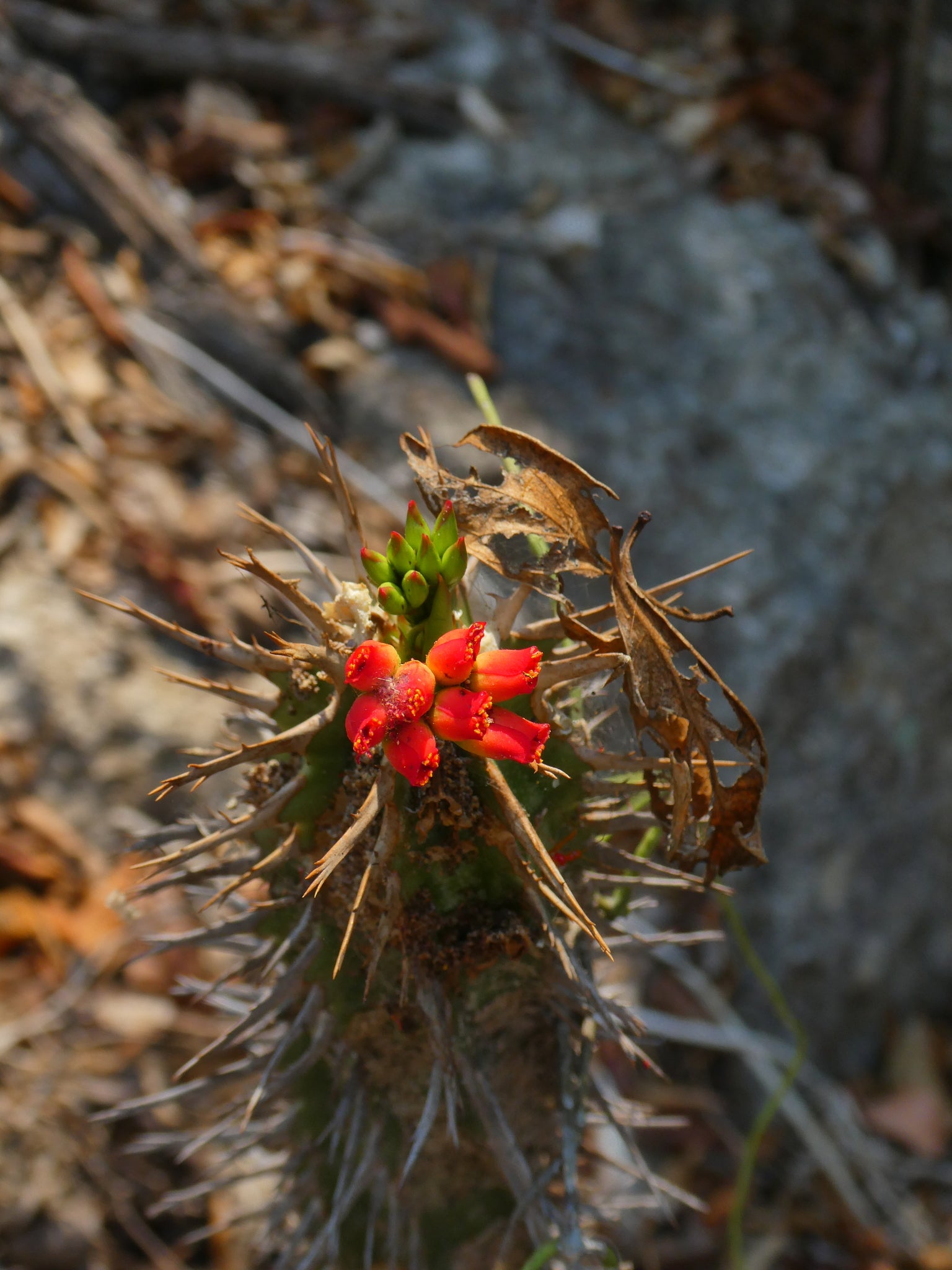 euphorbia viguieri