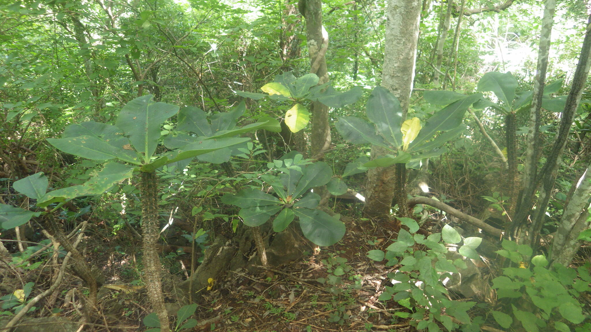 euphorbia viguieri