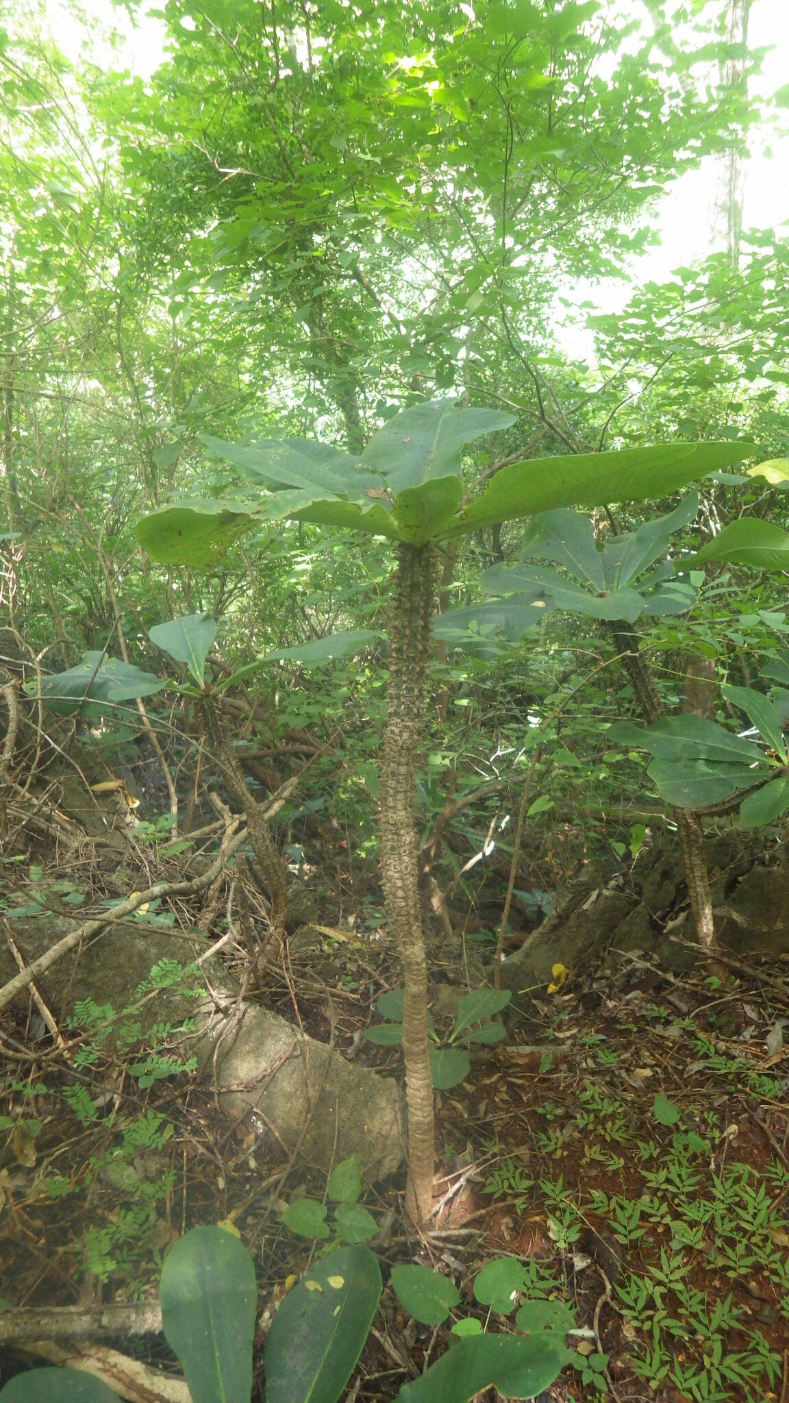 euphorbia viguieri