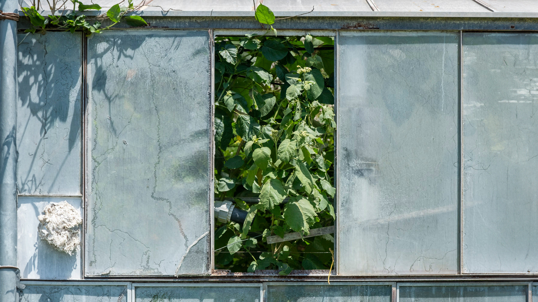 pépinière de plantes rares et de collection 