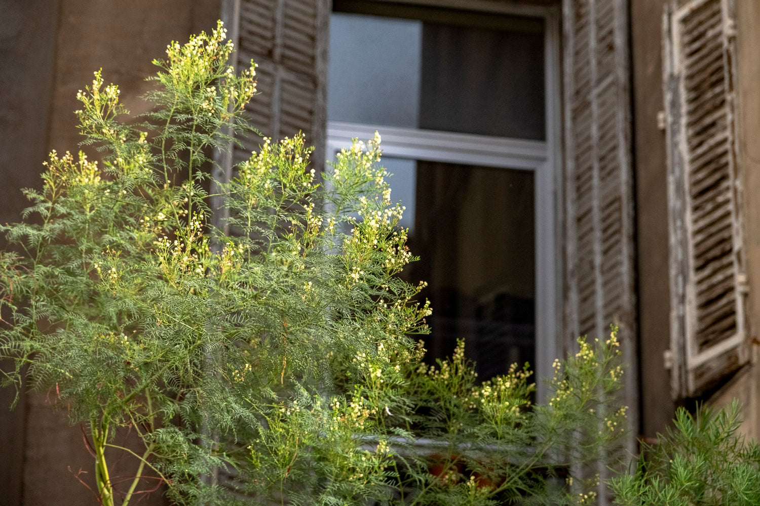 terrasse sur mesure de plantes méditerranéennes par la jardinerie akou