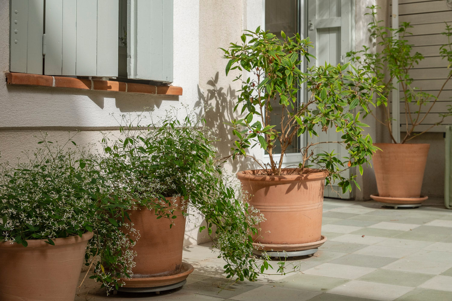 jardinerie akou terrasse végétalisée sur mesure de plantes méditerranéennes