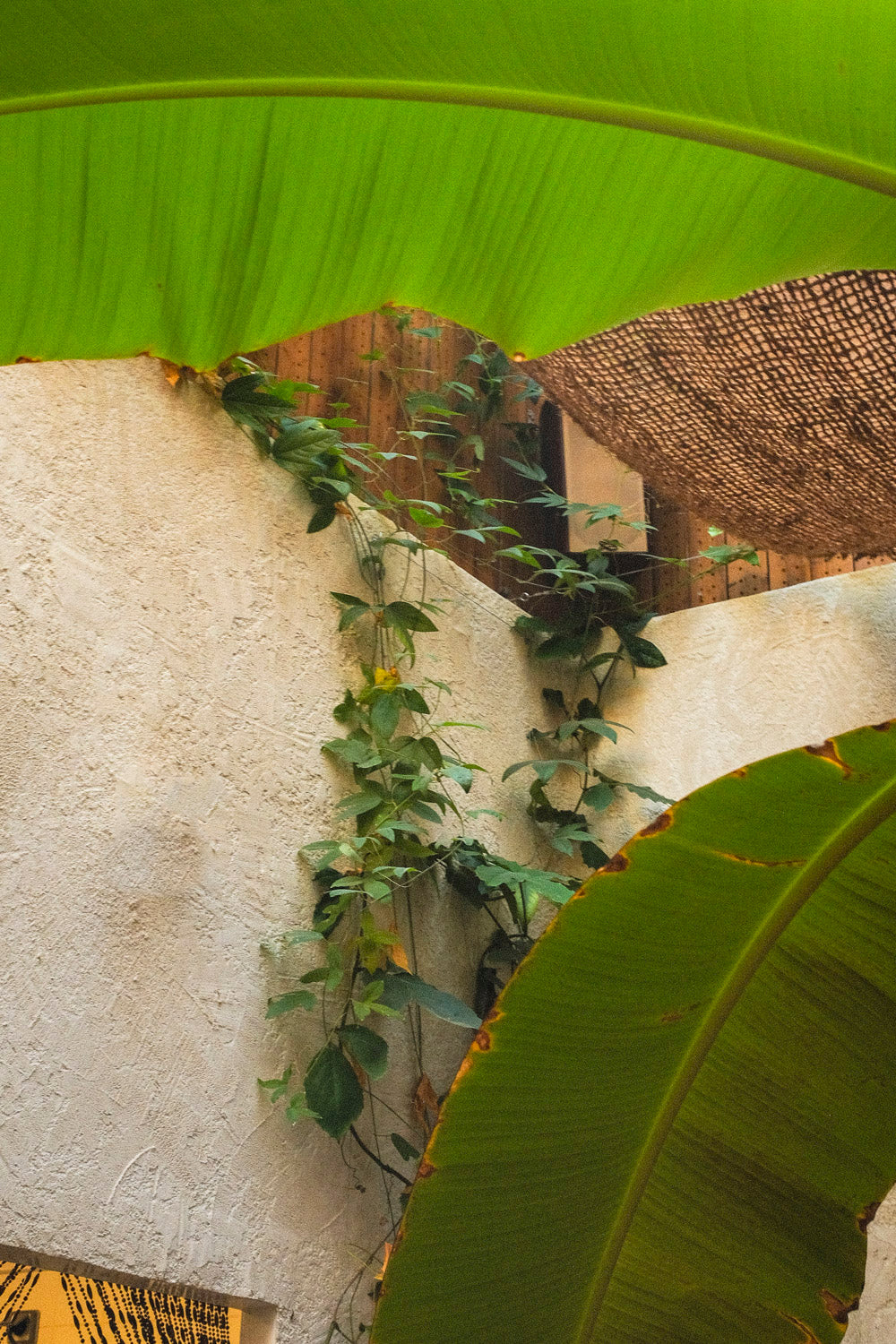 jardinerie akou végétalisation intérieur avec plantes grimpantes