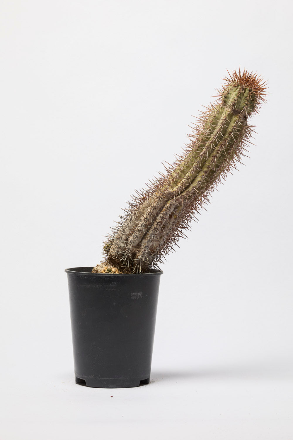 copiapoa en pot