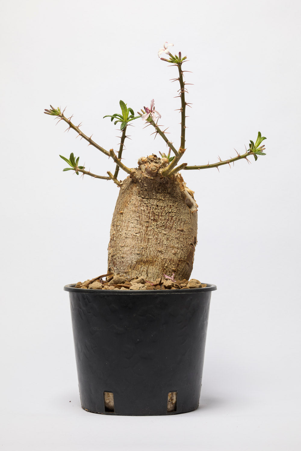 pachypodium succulentum