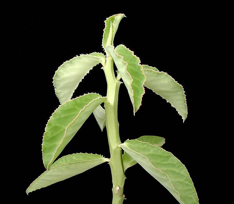 monadenium coccineum