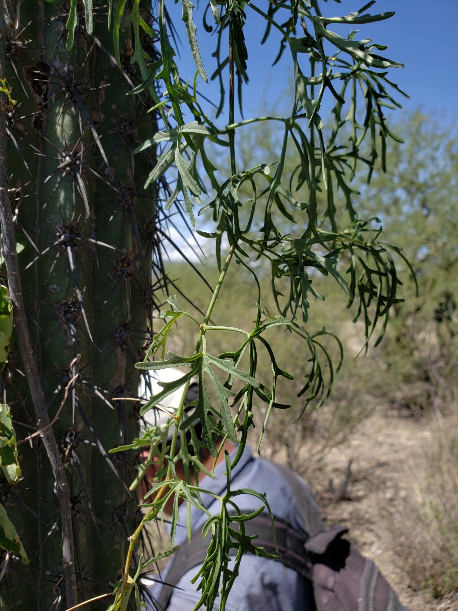 cissus tuberosa dans l'habitat