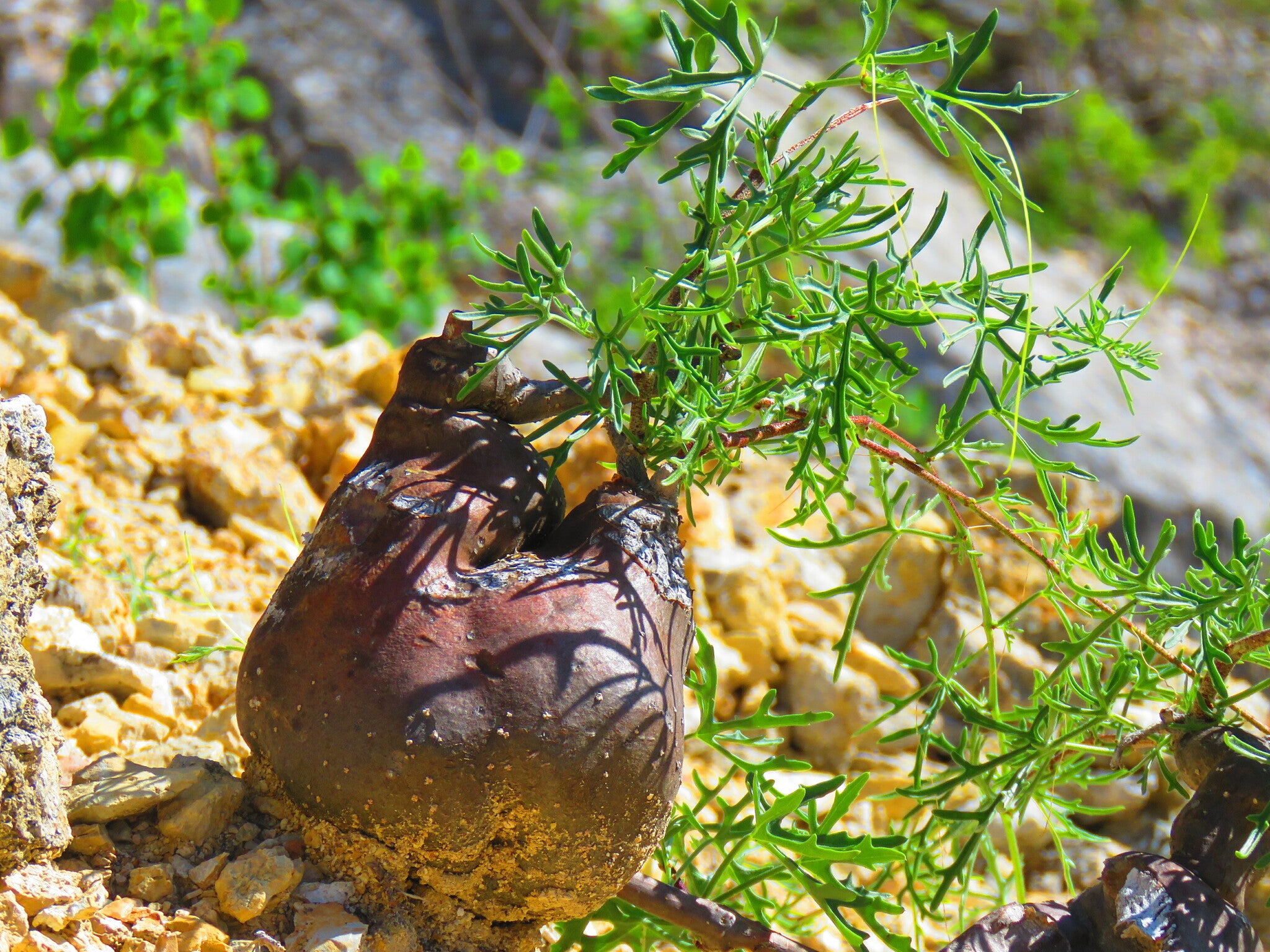 cissus tuberosa dans l'habitat