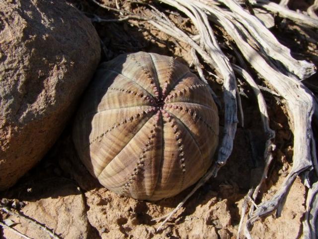 euphorbia obesa dans l'habitat