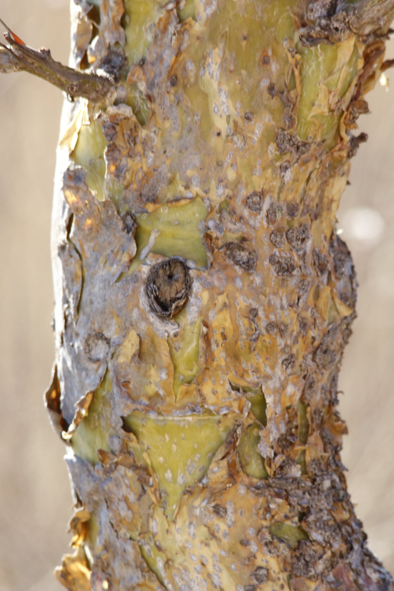 fouquieria formosa dans l'habitat 