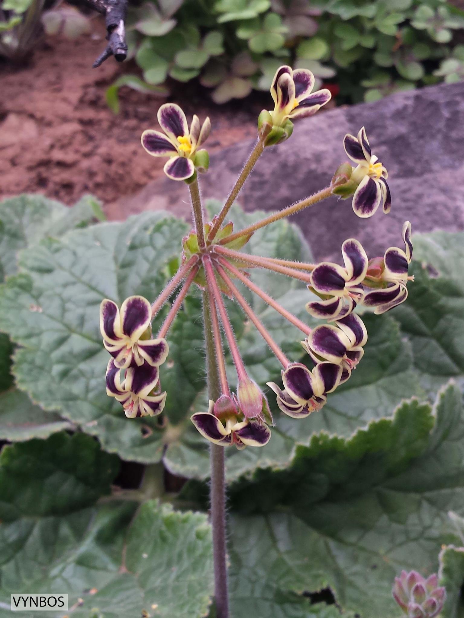 pelargonium lobatum