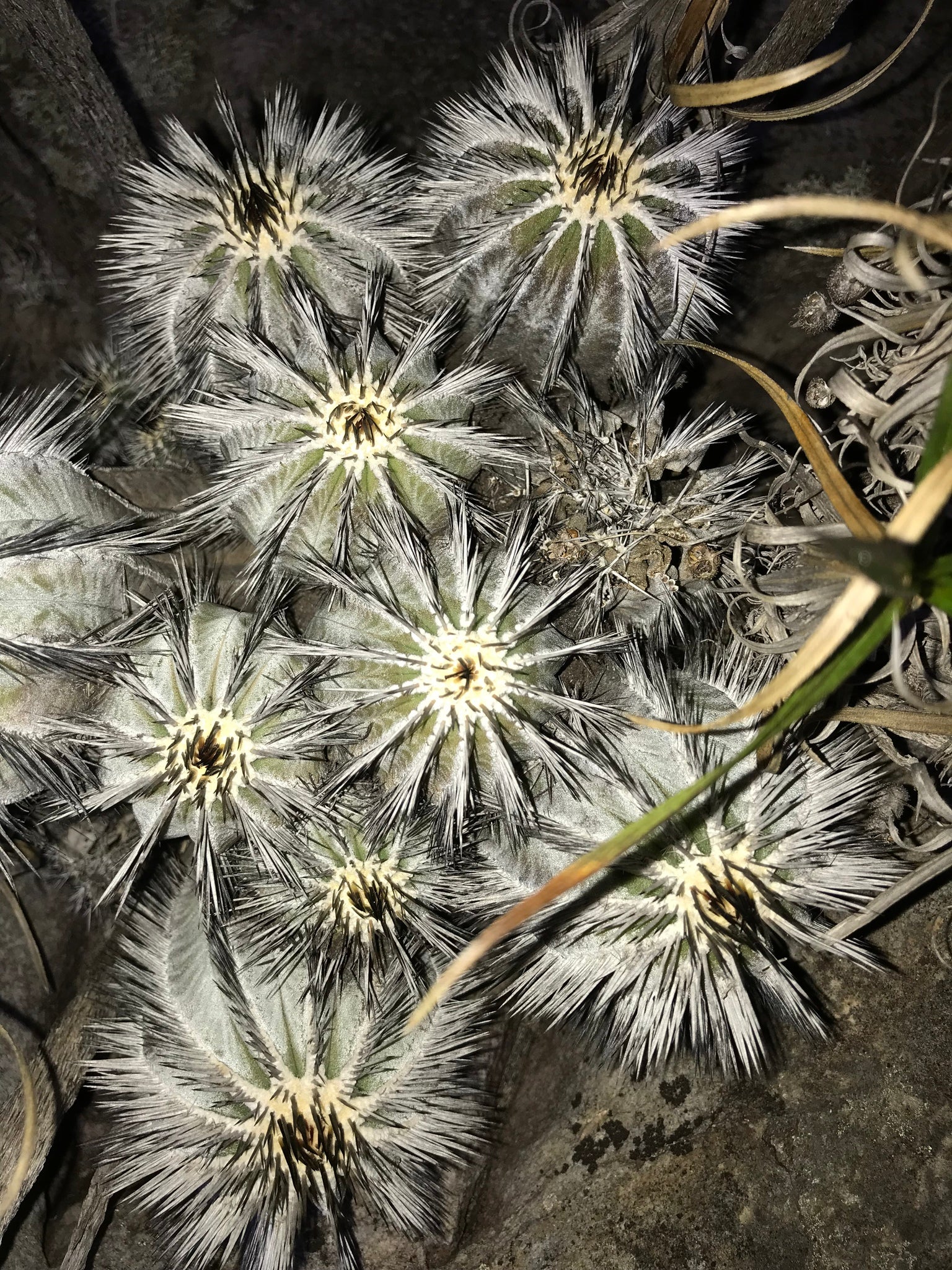 Uebelmannia pectinifera dans l'habitat