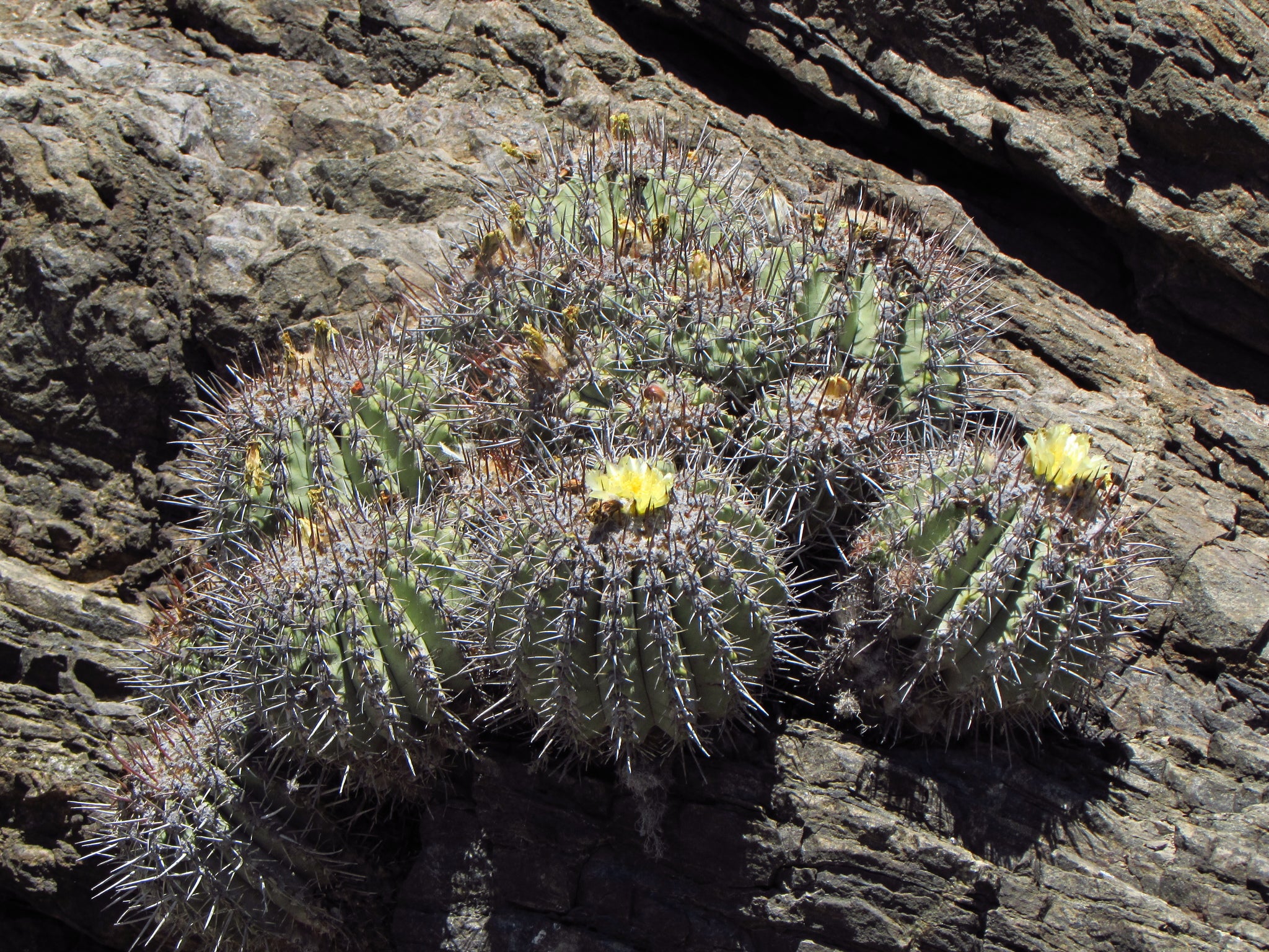 copiapoa coquimbana dans l'habitat