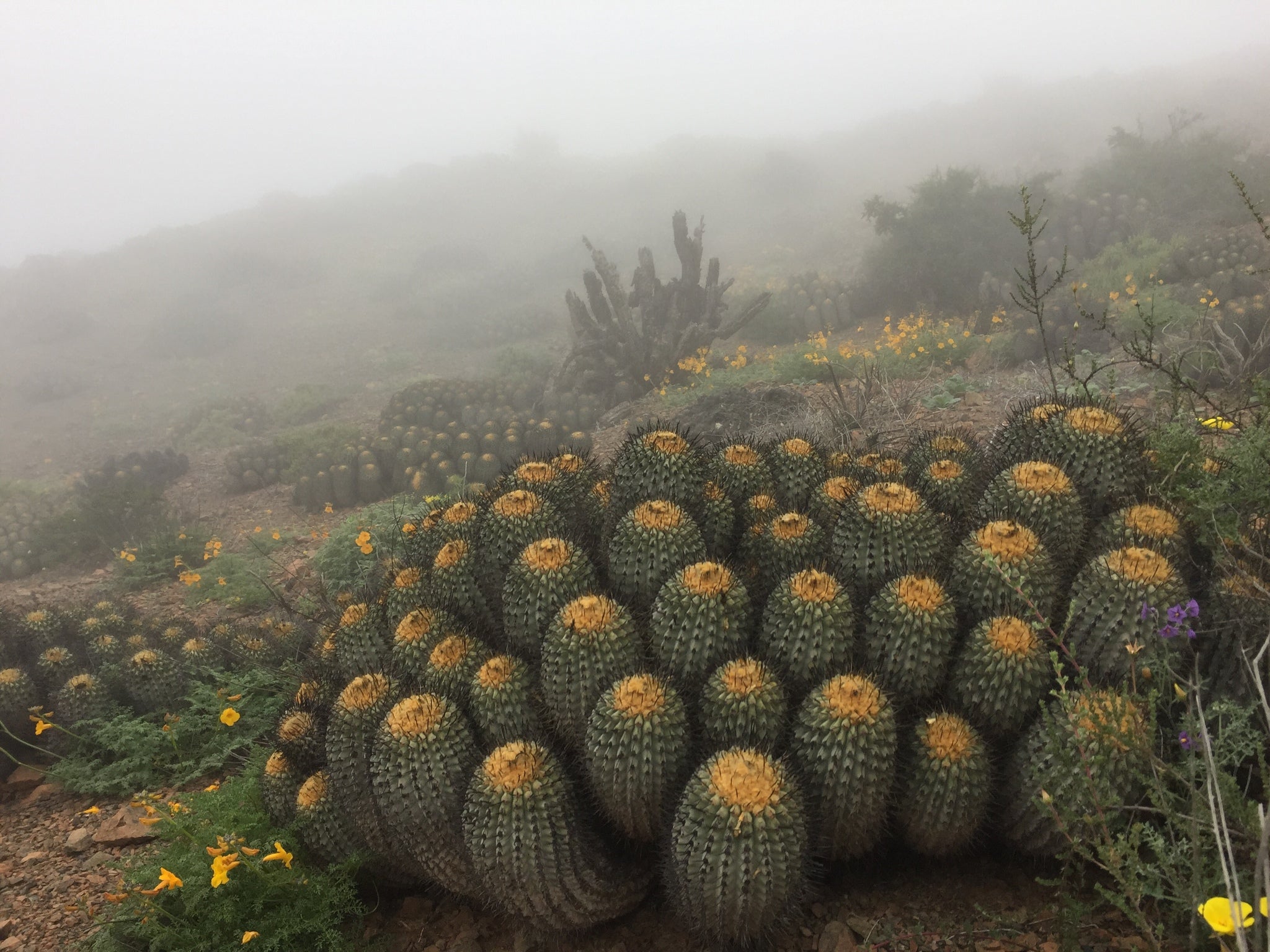 copiapoa dans l'habitat