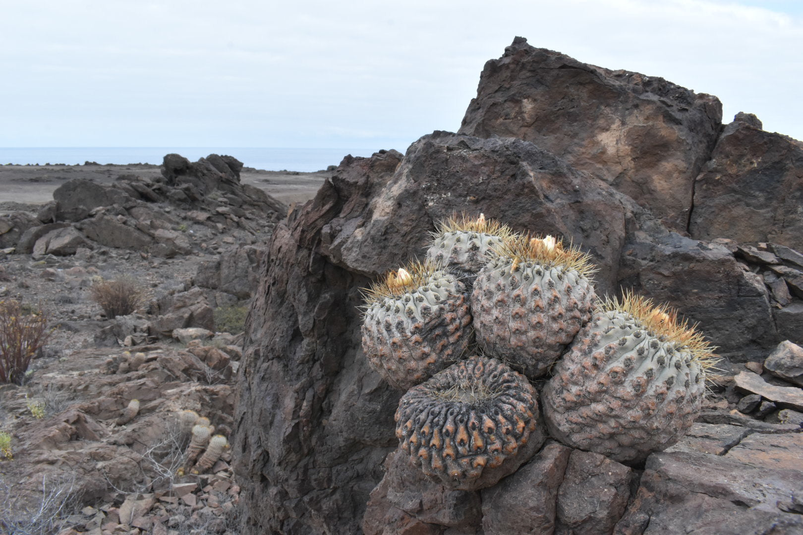 Copiapoa haseltoniana gigantea dans l'habitat