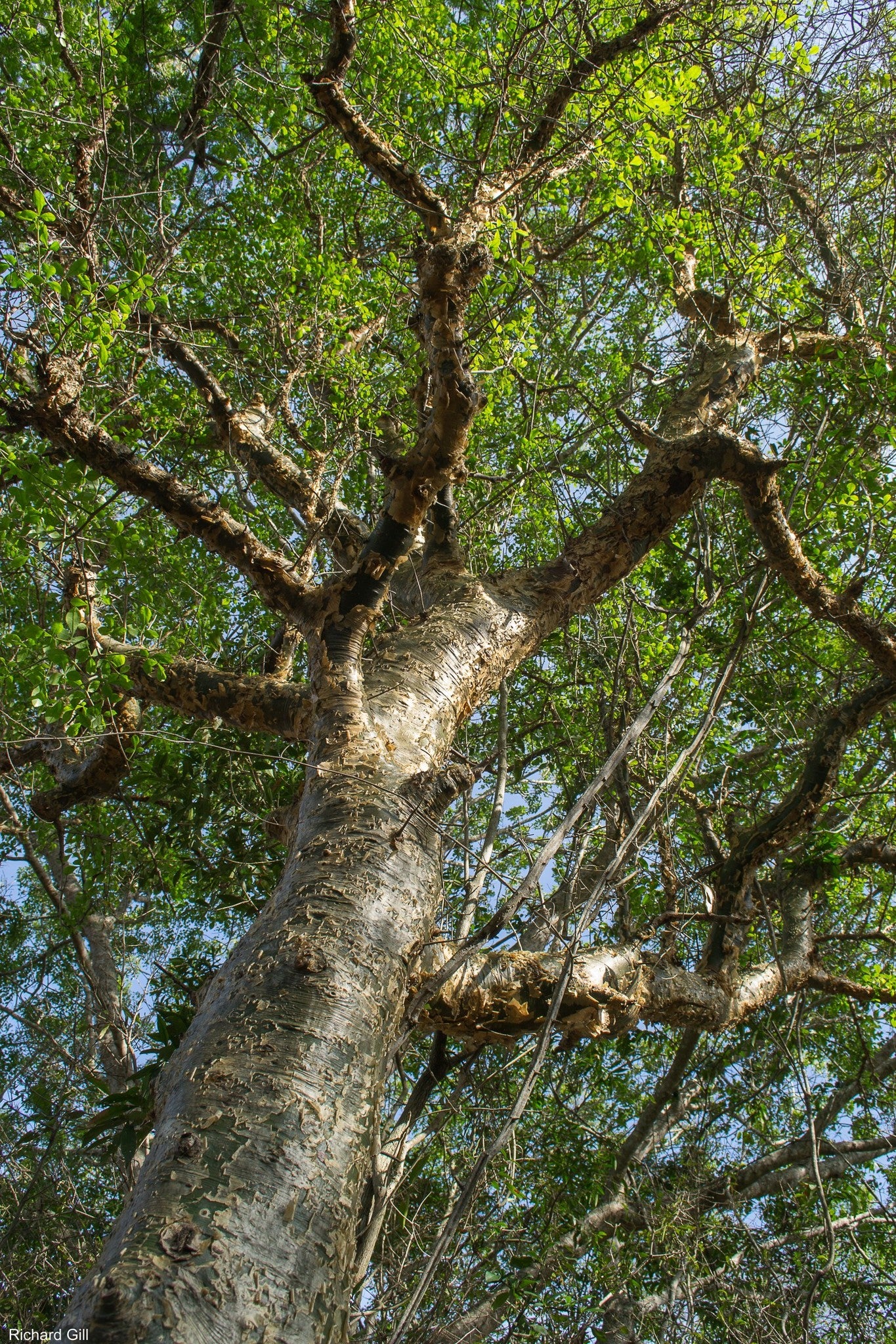 Commiphora dans l'habitat