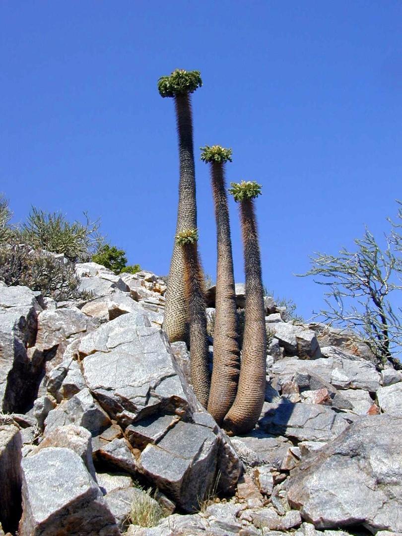 pachypodium sp