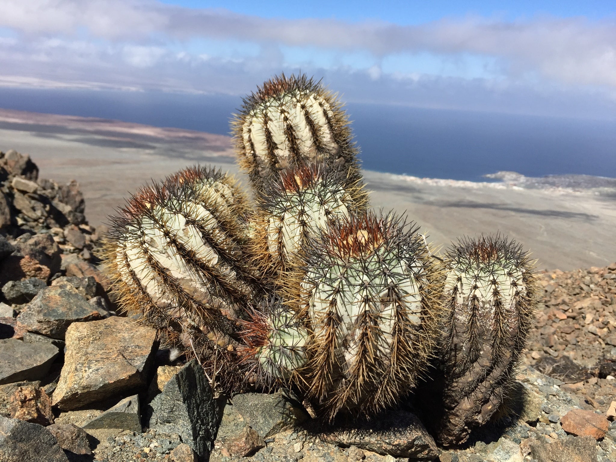 copiapoa dans l'habitat