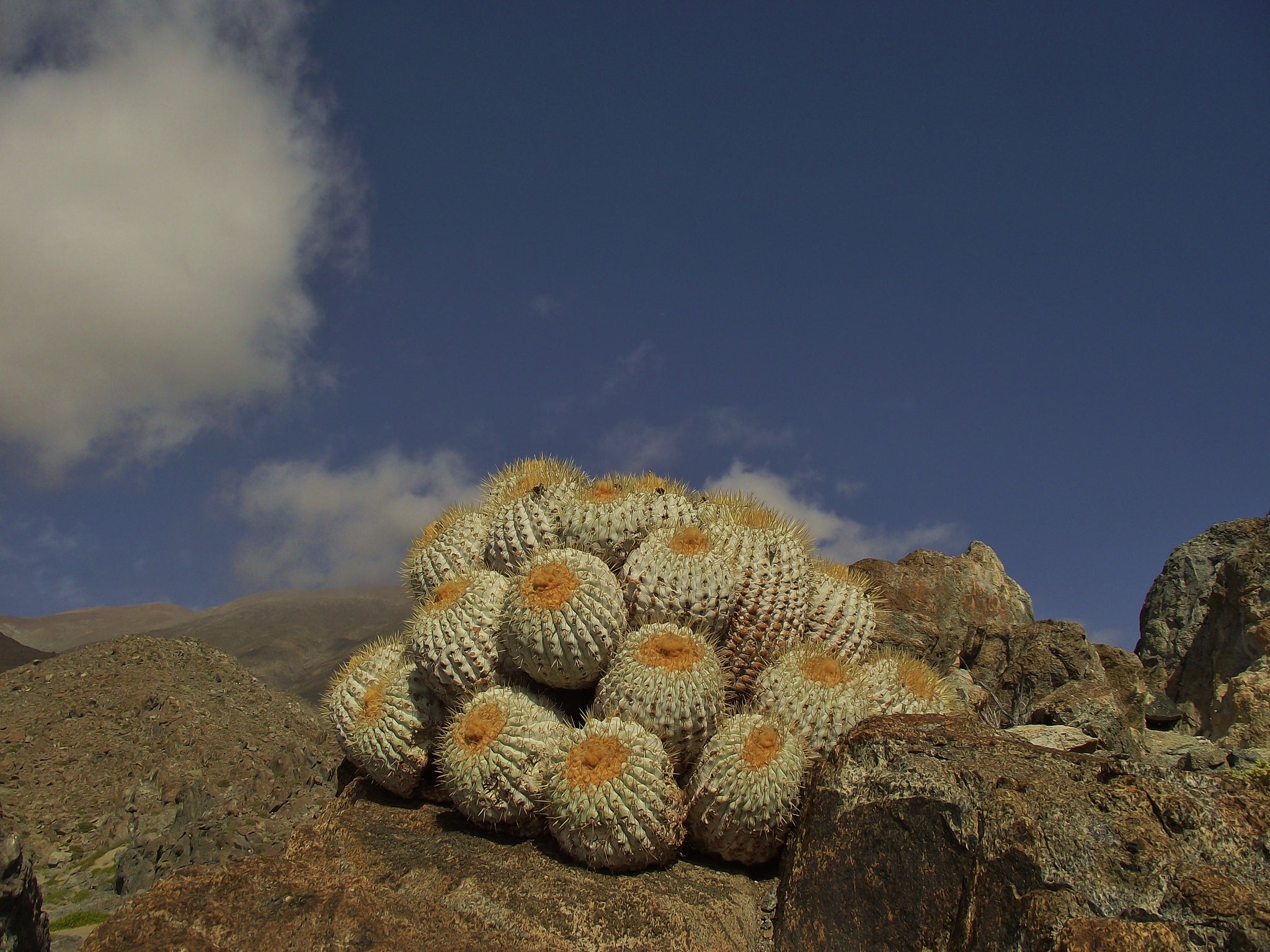 Copiapoa haseltoniana gigantea dans l'habitat