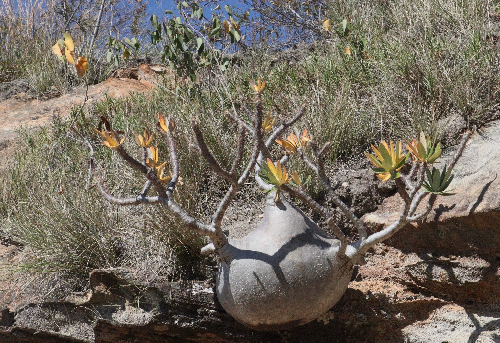 pachypodium sp