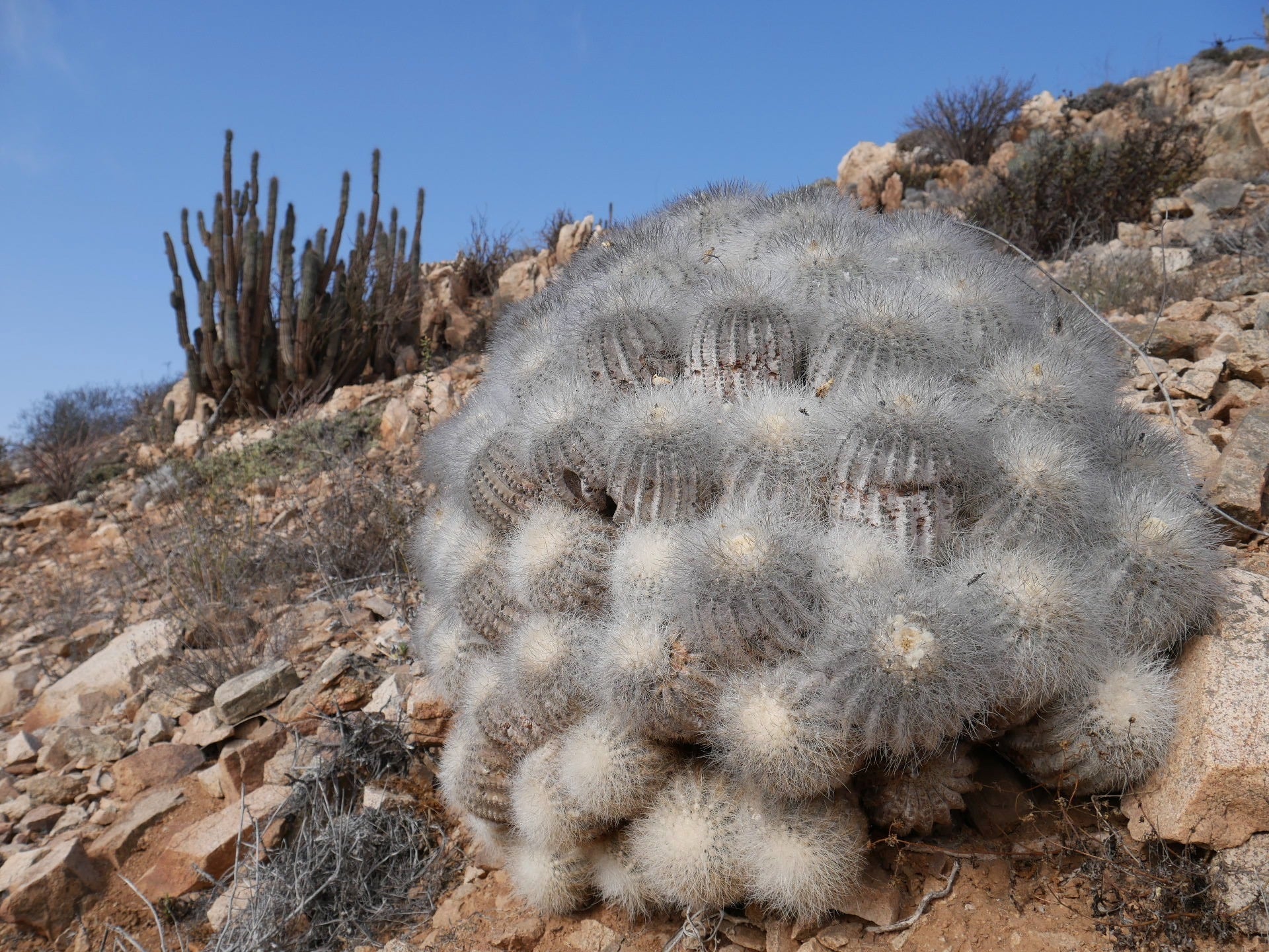 copiapoa dans l'habitat