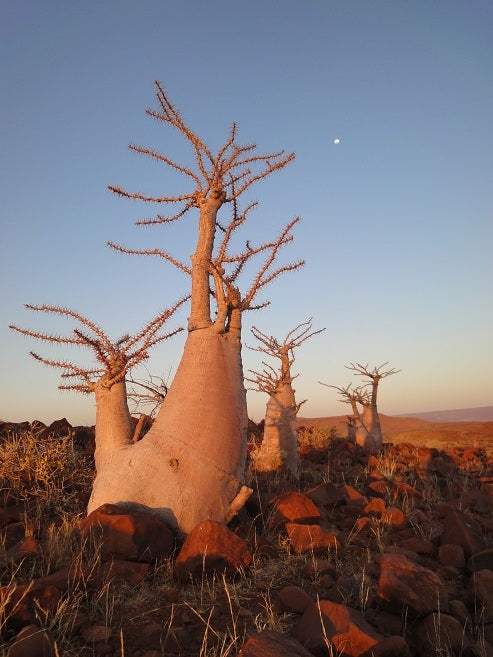 pachypodium sp