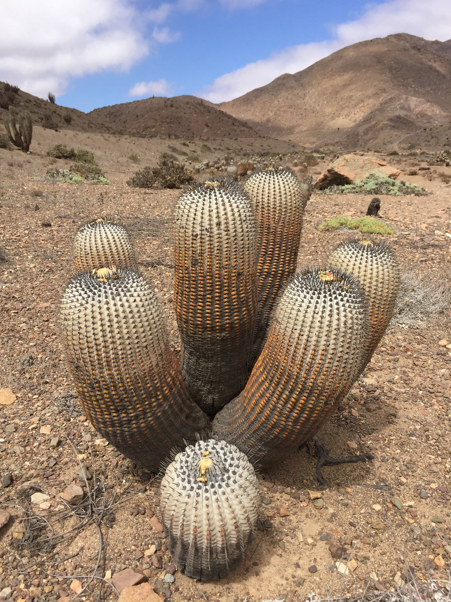 copiapoa cinerea albispina dans l'habitat