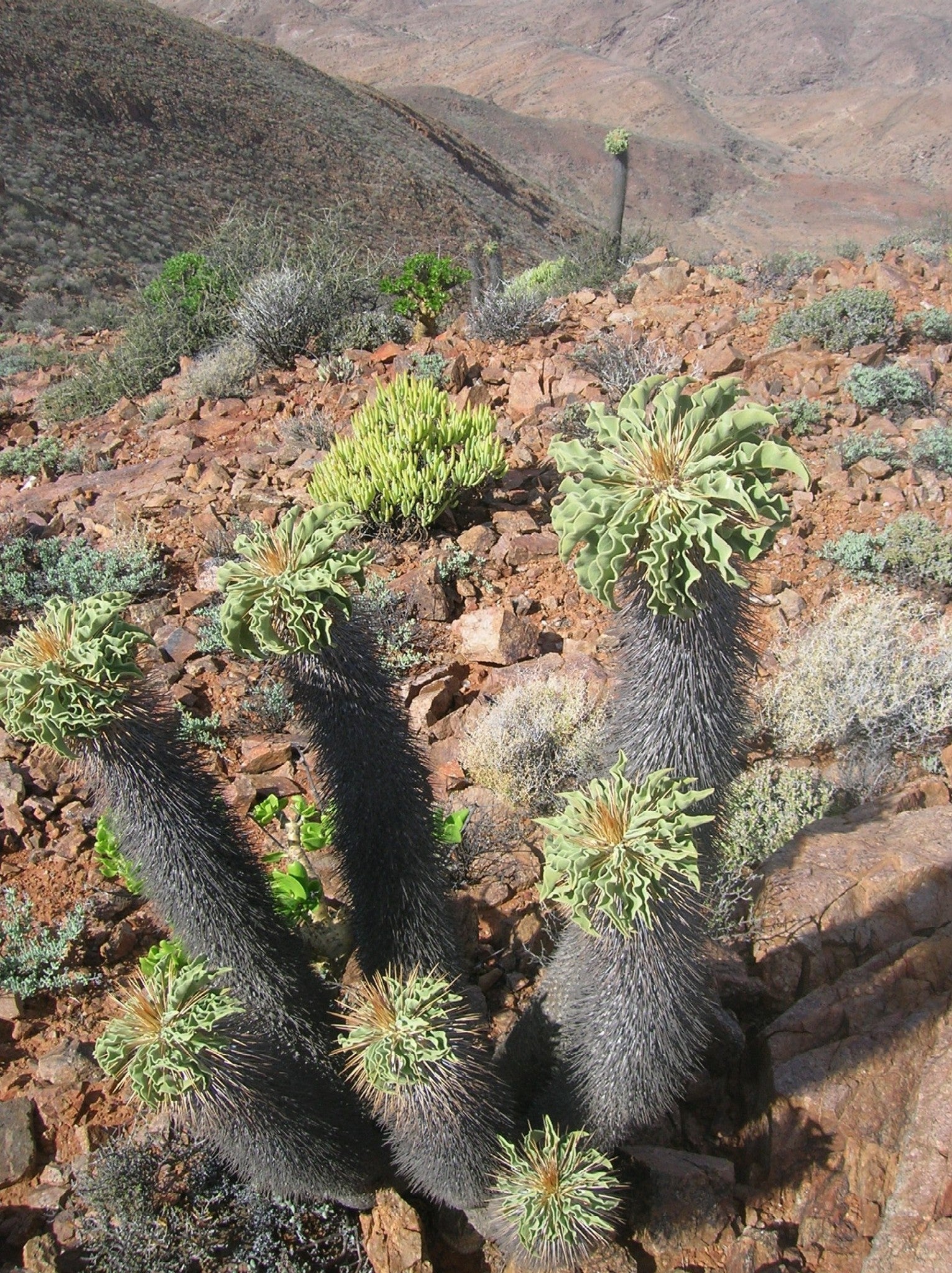 pachypodium sp