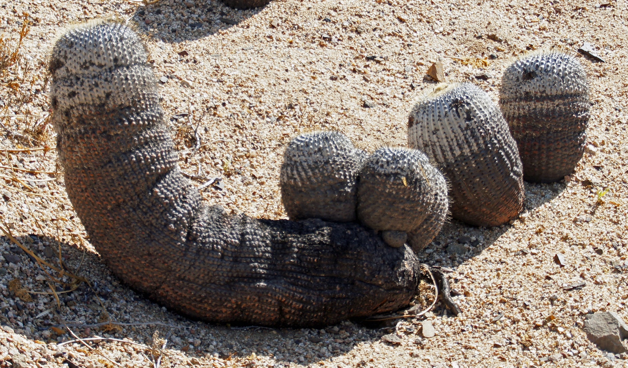 copiapoa cinerea albispina dans l'habitat