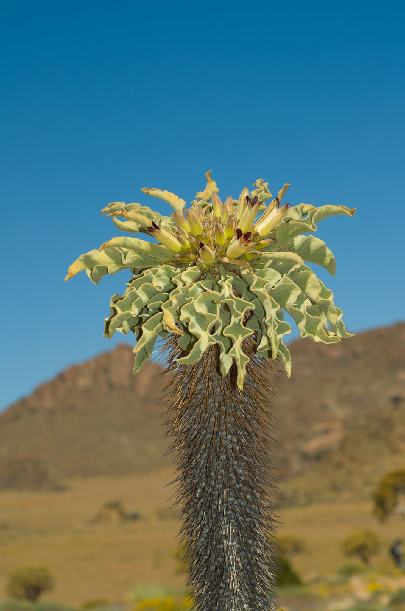 pachypodium sp