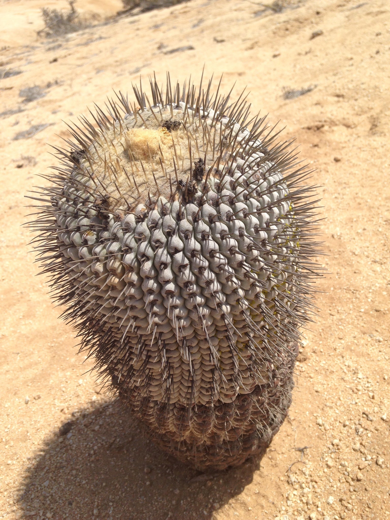 copiapoa cinerea albispina dans l'habitat