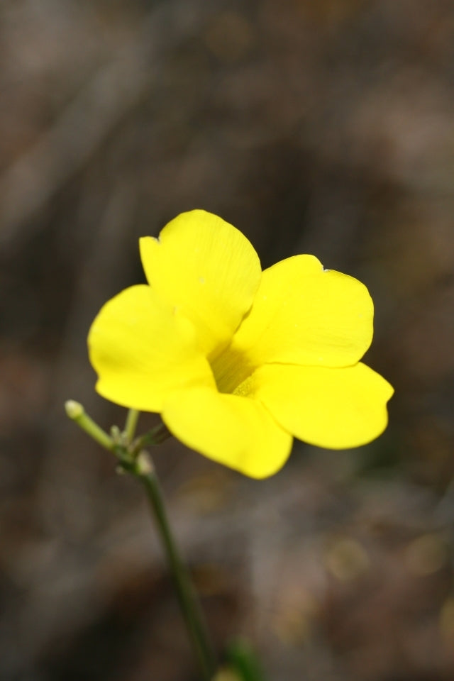 pachypodium horombense