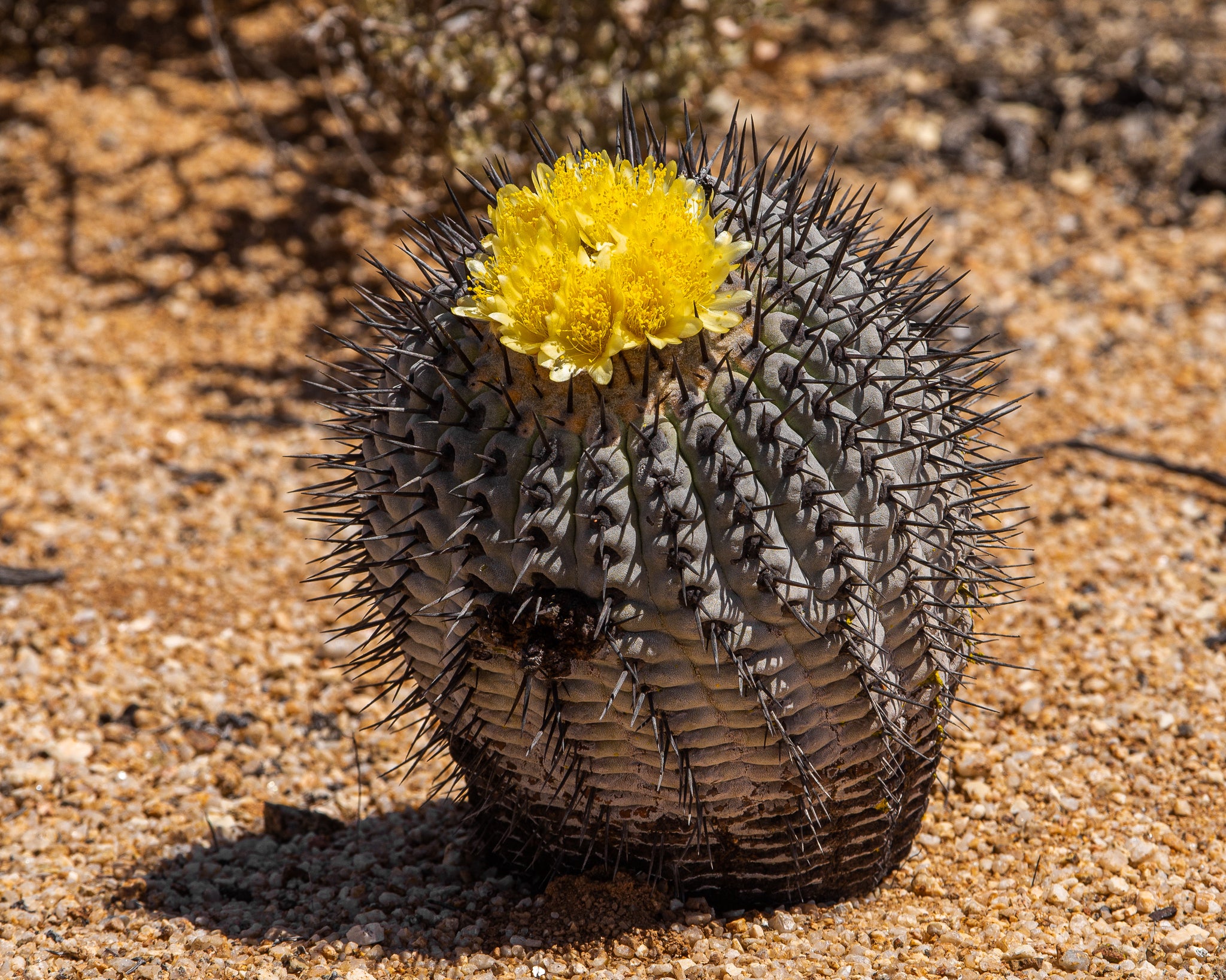 copiapoa cinerea albispina dans l'habitat